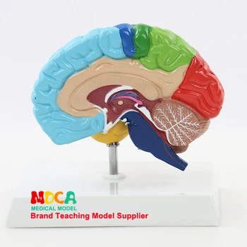 Cerebralna Anatomiczny Model Anatomia Połowy Prawej Półkuli Mózgu Model Pnia Mózgu, Medyczne, Naukowe, Edukacyjne Zasoby Dropshipping